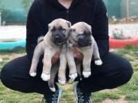 Irk Garantili Sağlam Kangal Yavruları
