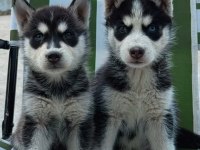 Dişi Husky Yavrum