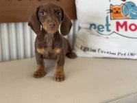 Petmode köpek çiftliğinde ziyarete açık dachshund