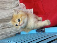 British shorthair yavrularımız yeni yuvasını arıyor
