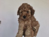 Toy Poodle bebekler