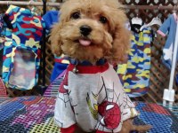 Erkek Toy Poodle