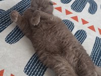 Scottish Fold Sahiplendirme