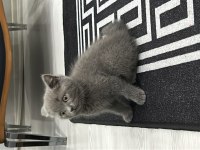 Kivi 2,5 aylık kedimiz