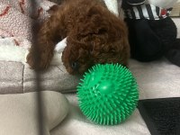 TOY POODLE BEBEKLERİ 3 AYLIK
