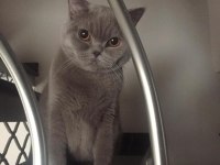 ÜCRETSİZ SAHİPLENDİRME KEDİMİZ