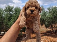 A Kalite Toy Poodle