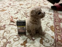 Maltipoo dişi yavrumuz 7 ocak doğumlu 500 Gr