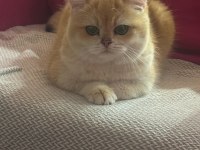 Özel hissettiren golden british shorthair kedim