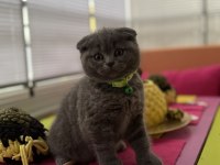 Scottish fold erkek kedimiz