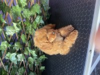 Poodle Yavrumuz