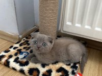 SCOTTİSH FOLD KEDİMİZ