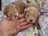 TRDE TEK TEACUP KORE MALTİPOO