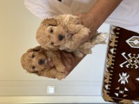 Sağlıklı orjinal maltipoo