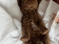AİLE ORTAMINDA BÜYÜMÜŞ YAVRU KÖPEKLER