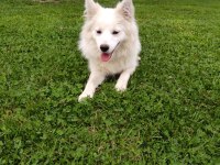 Alman Spitz Tatlı Dişi