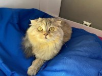 Scottish fold kedimiz