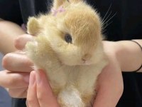 SARI KAHVERENGİ KARAMEL HOLLANDA LOP YAVRU TAVŞANI