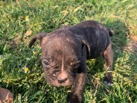 18 Nisan doğumlu french bulldog