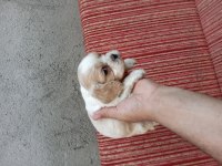 Cavalier king charles bebişler