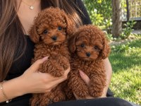 Red Brown Minik Toy Poodle Yavrular