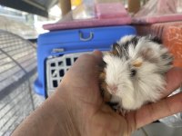 Guinea pigler
