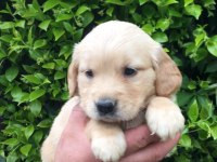 AKILLI GOLDEN BEBEKLER