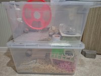 Eğitimli hamster pamuk