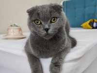 Scottish Fold Erkek Kedimiz