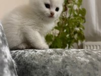 Ayı surat erkek british shorthair