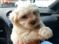Maltese yavru köpekler