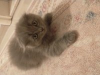 3 aylık scottish fold erkek