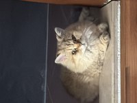 Chinchilla kedimizi sahiplendirme