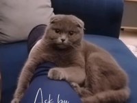 Scottish fold dişi