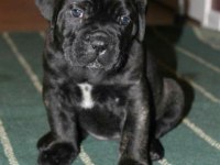 Devasal Cane Corso Yavrular