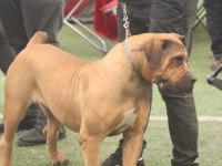 BOERBOEL GÜNEY AFRİKA MASTİFF