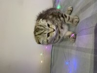 Güzel scottish fold yavrum