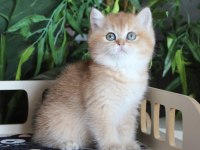 Safkan Şecereli Oyuncu Dişi British Shorthair Hemen Teslim