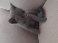 A kalite british shorthair gri