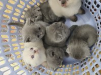 Enfes Güzellikte Scottish Fold Yavrular