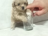 Dişi sıfır burun maltipoo