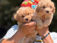 SAFKAN AŞILI VE ÇİŞ EĞİTİMLİ MALTIPOO BEBEKLER 