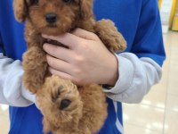 TOY POODLE YAVRULARI