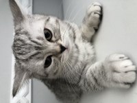 2 AYLIK YAVRU CİNS KEDİMİZ