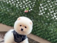 Mükemmel tüy yapısı pomeranian boo