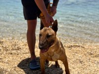 Damızlık Bull Terrier Köpekler