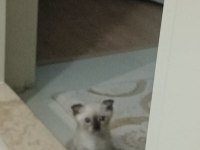 Tatlı siyam kedisi bebişimiz