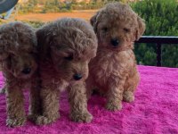 Toy Poodle bebekler uygun