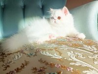 Türkiyenin en iyilerinden İran persian