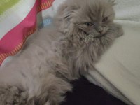 Scottish fold 2 aylık dişi kesik kulak